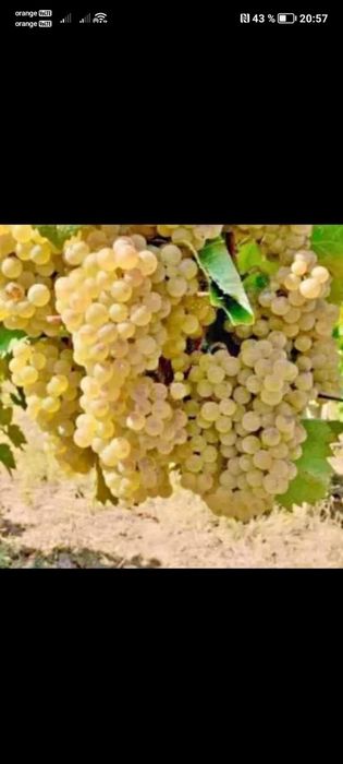 Vând struguri de vin