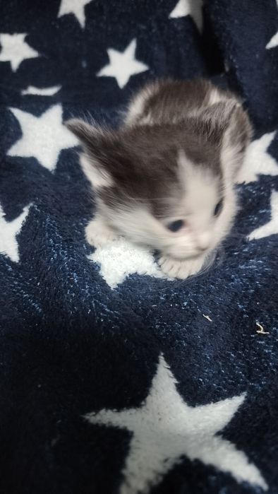 4 котенка 3 мальчика 1 девочка