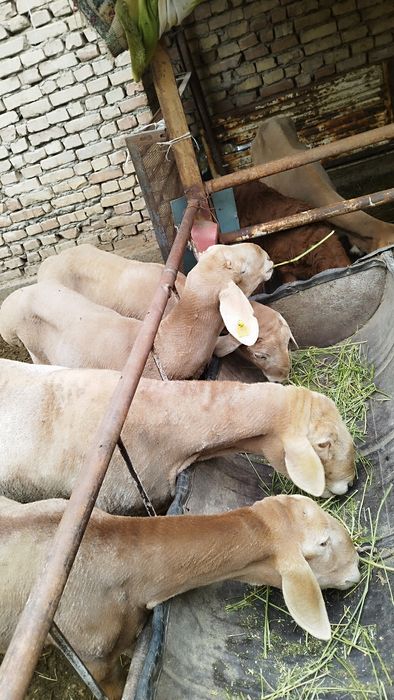 Киргиз Арашан кучкорлар сотилади