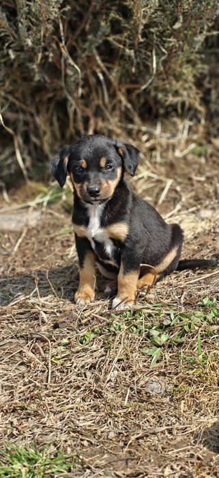 Подарите 9 щенятам дом!