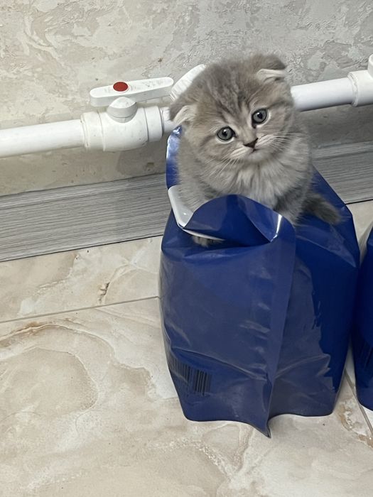 Продаются британские котята