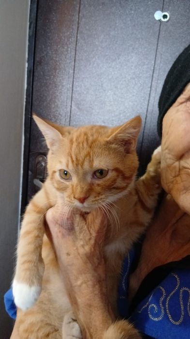 Отдам котика в добрые руки