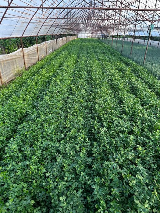 Vand patrunjel verde vrac