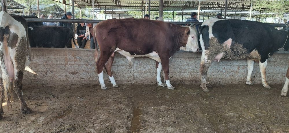 Огиз сатылады бирликде тур