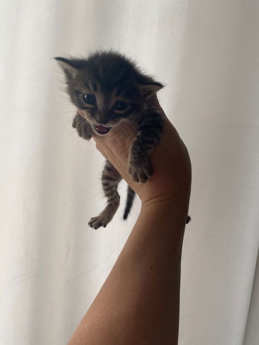 Отдам котят в хорошие руки