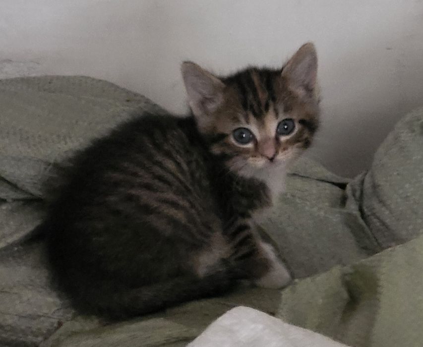 Котята домашние 1 мес