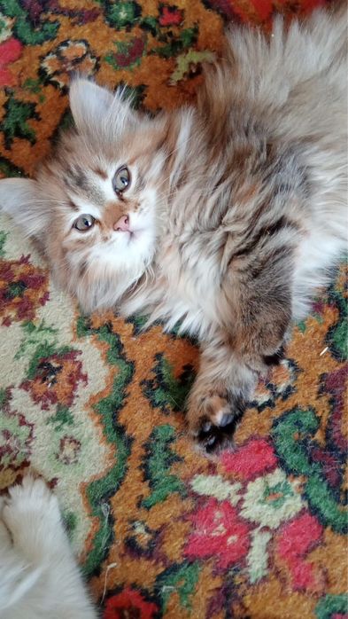 Отдам котят в добрые руки