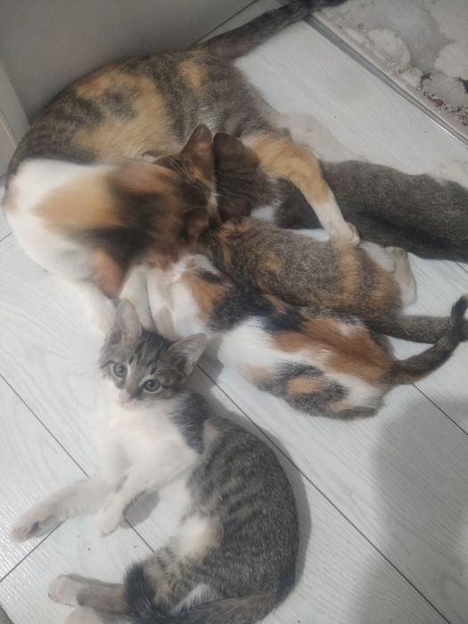 Mushuklar ona bollari bn