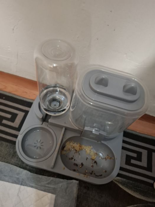 Котенок голубоглазый