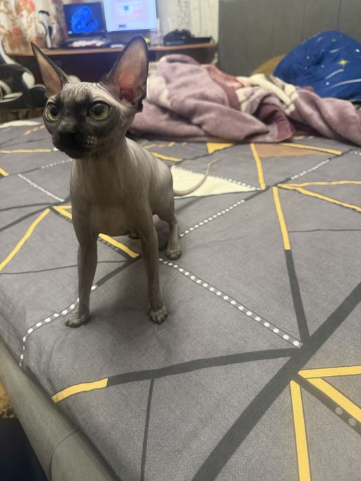 Девочка для вязки канадский сфинкс