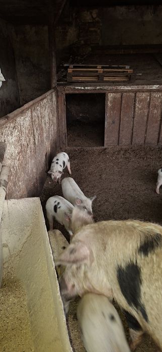Продавам прасенца варненско