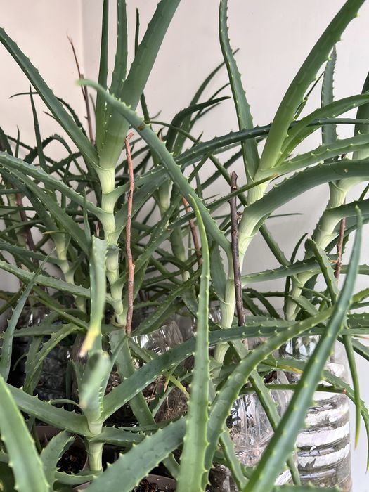 АЛОЭ Столетник 5 лет