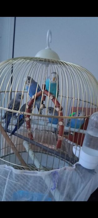 Продам волнистых попугаев