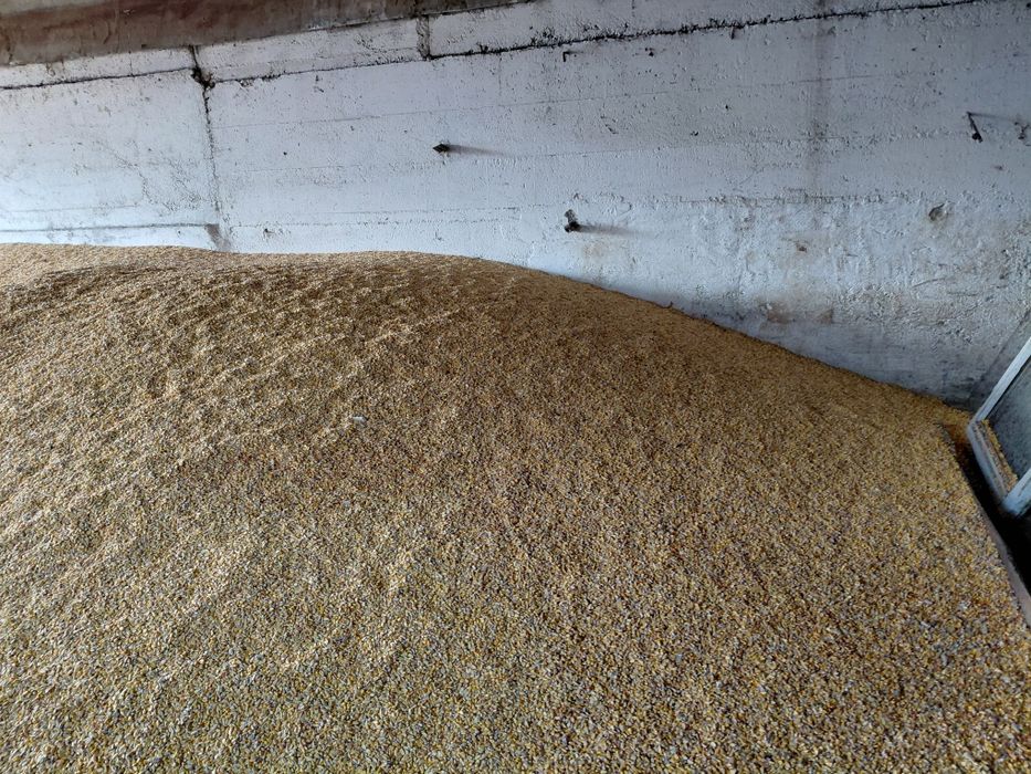 Porumb uscat de vânzare!!