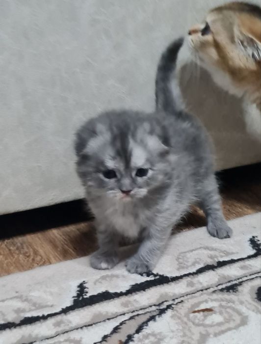 Продаются котята шотландские