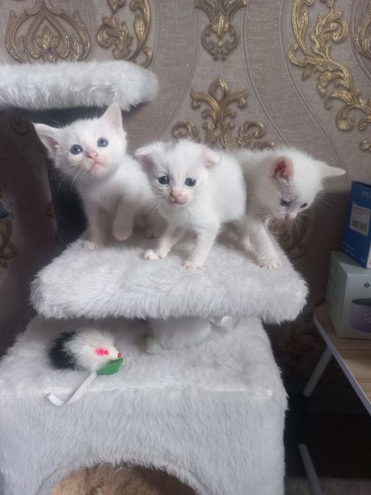 Мушукчалар кошки