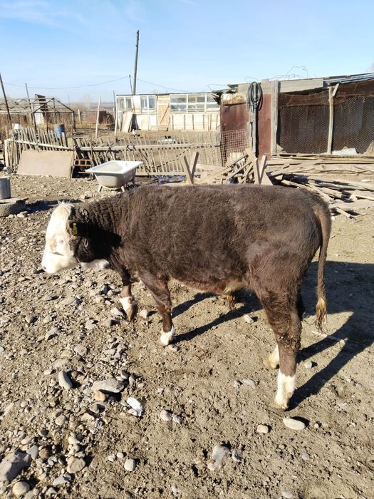 Продам бычков подсосных