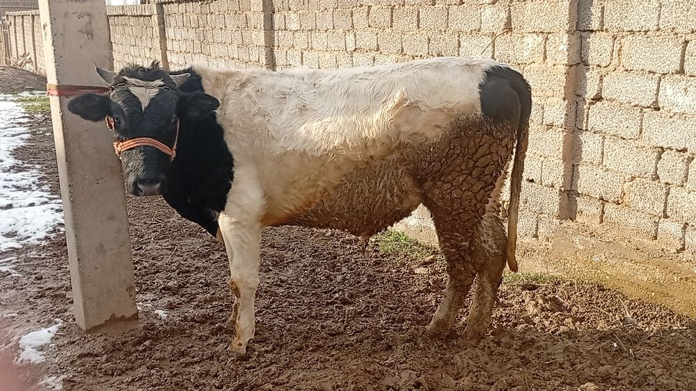 Boqma buqacha sotiladi sogʻlom uyda boqilvotgan