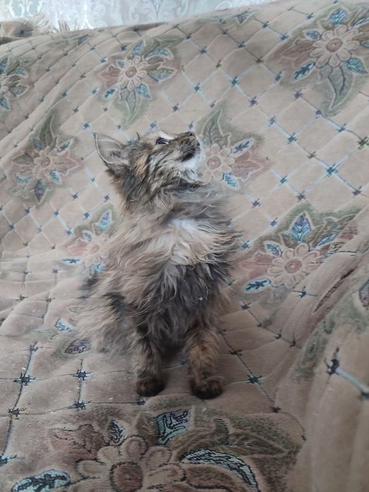 Отдам в добрые руки