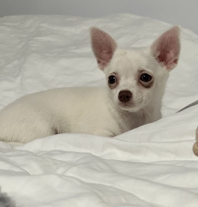 Мини Чихуахуа Момиченце