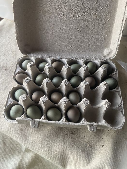 Oua fertile de prepelita pitica chinezeasca