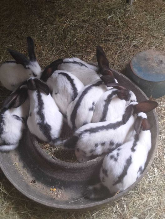 Vând pui de iepuri și un mascul
