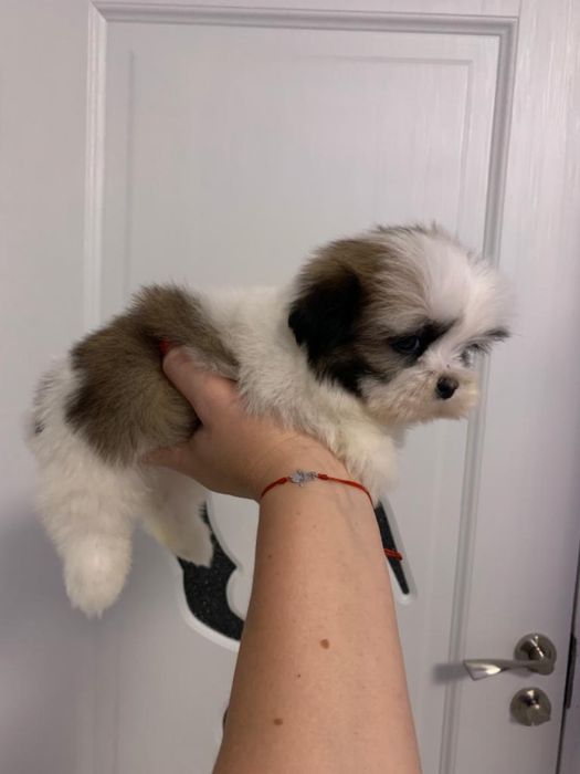 Shih tzu mini toy tricolor fetita