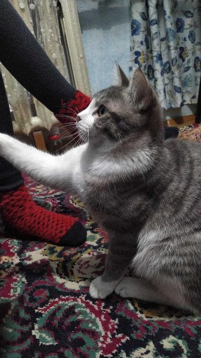 Лучик ищет любящую семью.