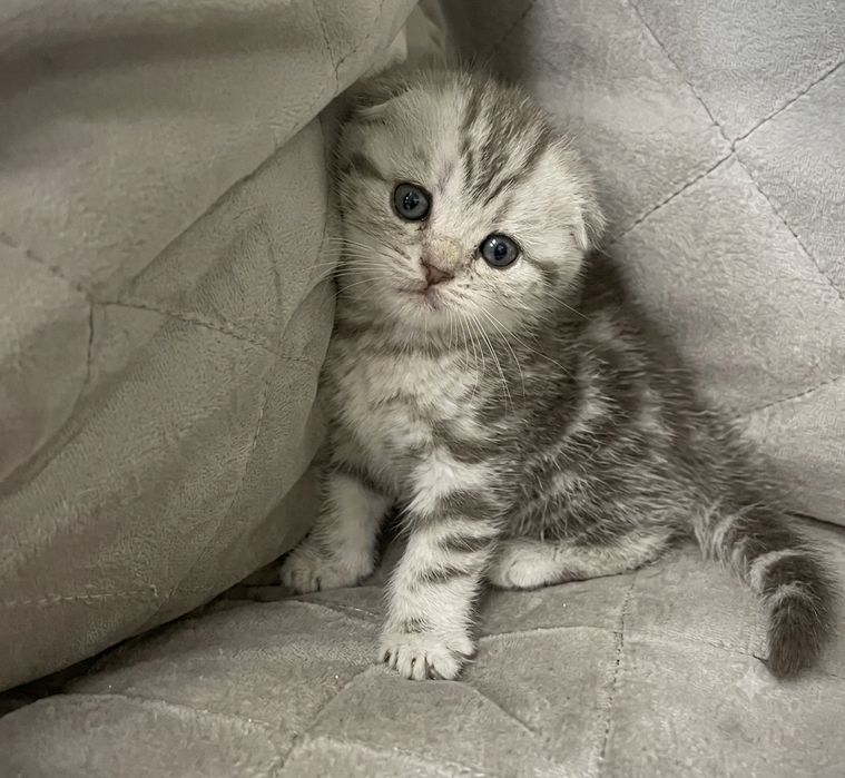 Котята фолд и страйк