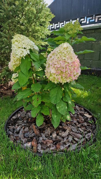 Метельчатые гортензии