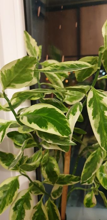 Дом цветы/ срочно