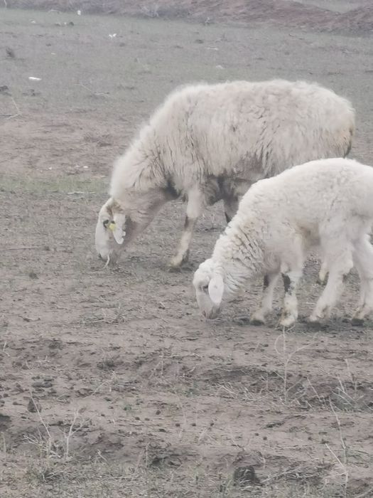 Қой сатылады козылы қой