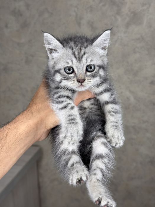 Scottish Fold mushukchalar sotiladi
