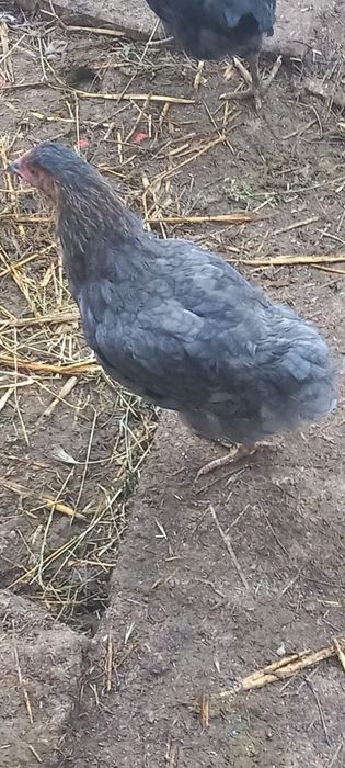 Găini De țară de un an crescute natural