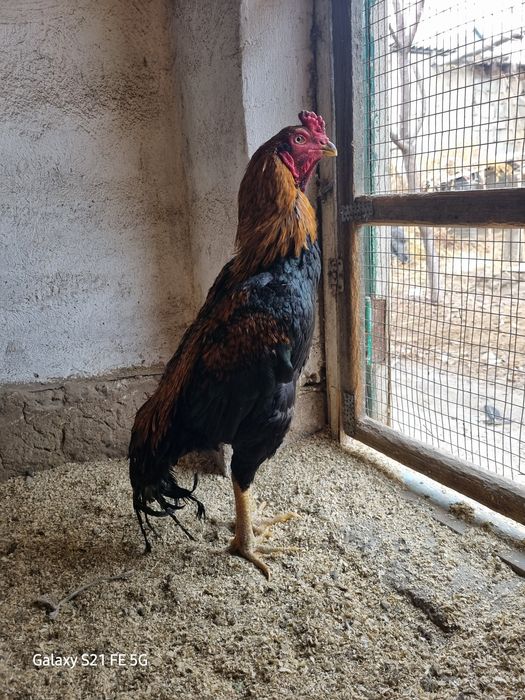 Продаётся бойцовский петух
