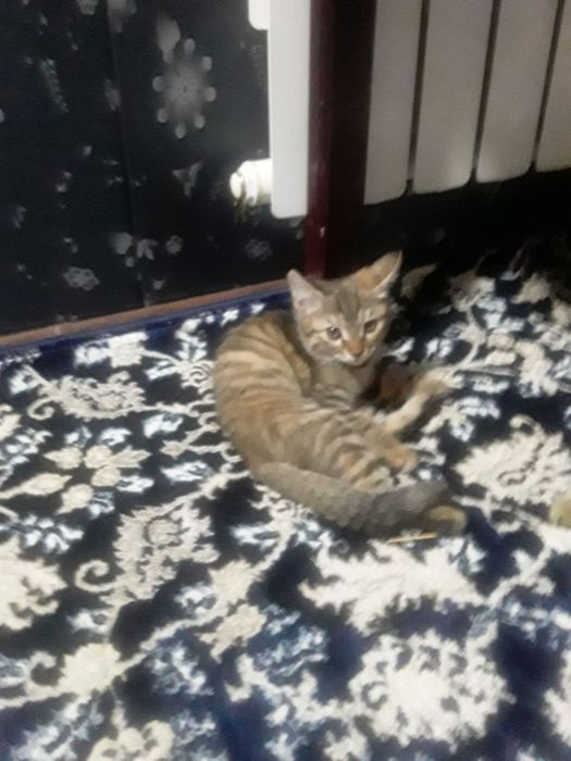 Котята в добрые руки. Бесплатно