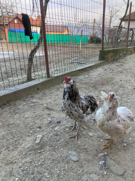 Vand Cocosi Araucana