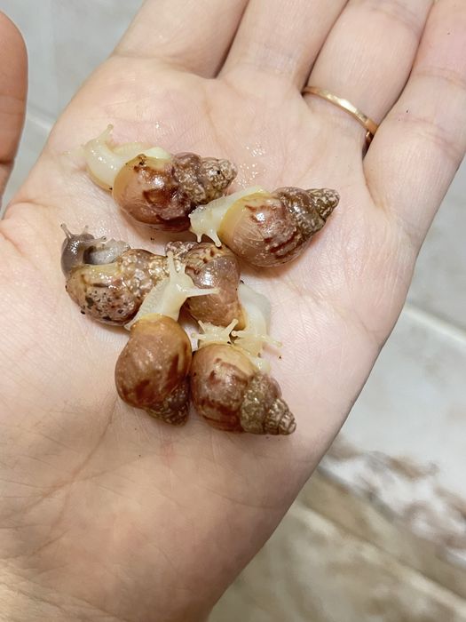 Улитки ахатин в продаже