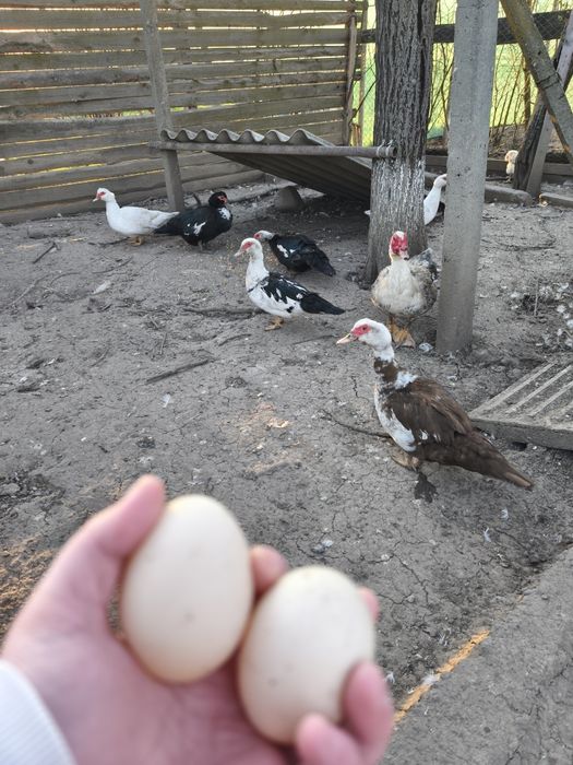 Ouă de rață mută comorate