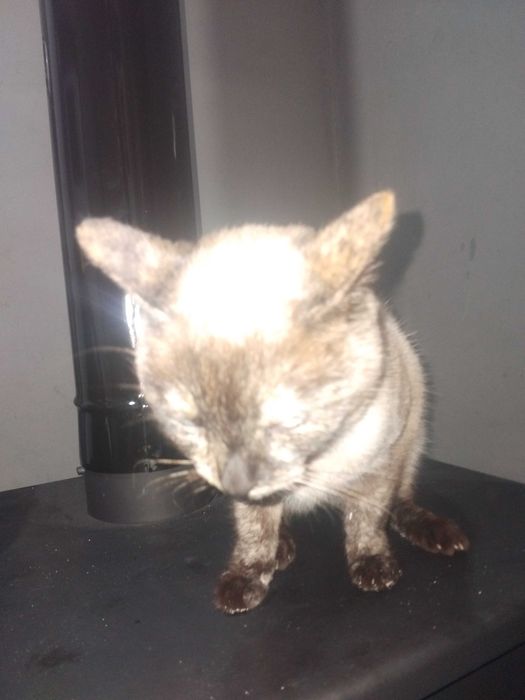 Сиамска котка . Чистокръвна