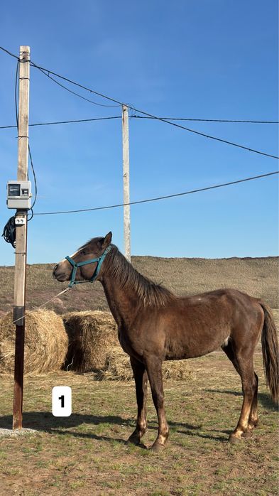 Три Лошади: англичане, полукровка