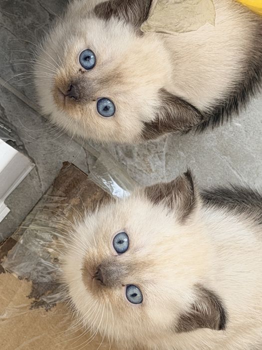 Продается котенки