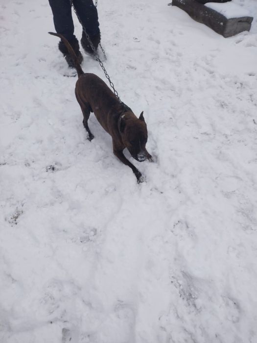 Продам питбуля миролюбивого