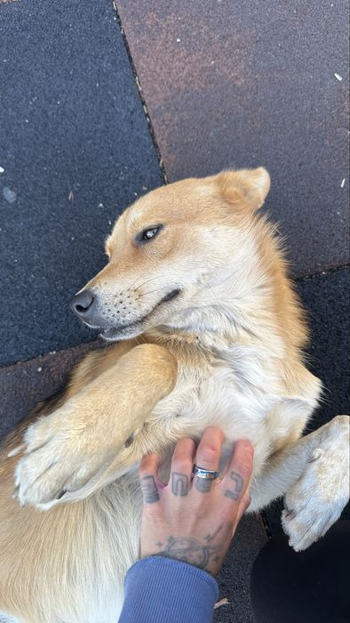 Собака подросток в добрые руки