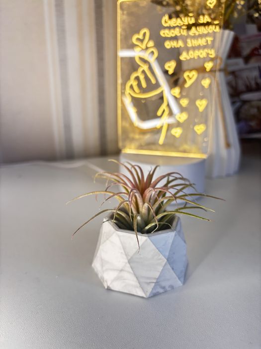 Тилландсия цветы