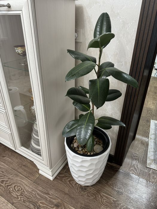 Фикус 85см ……………..