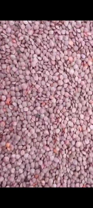 Чечевица красная посевная