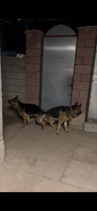 Немецкая овчарка для вязки