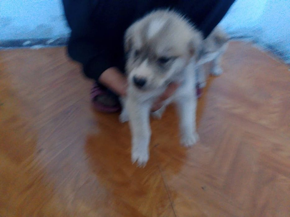 Отдам щенков в добрые руки!