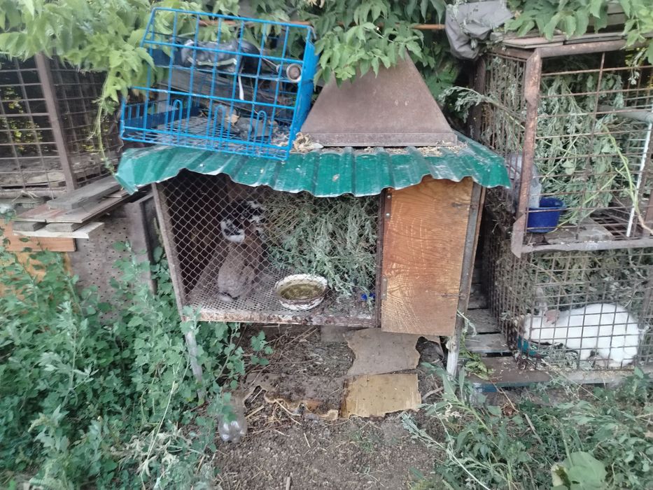 Продам мини ферму кроликов